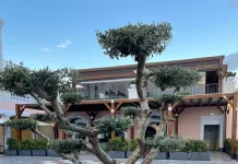 Η μπονσάι ελιά του εκπτωτικού χωριού Σπάτων