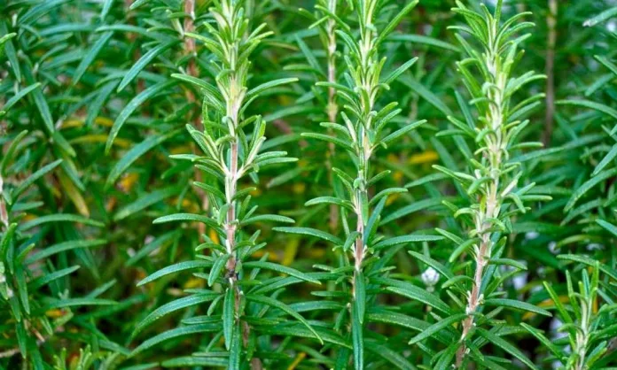 5d251258-dendrolivano