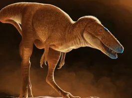 Khankhuuluu: Ανακαλύφθηκε ο «πρίγκιπας των δράκων» – Ποιος είναι ο πρόγονος του T. rex