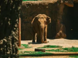 Από σπάνιο ιό πέθανε ο μοναχικός ελέφαντας του Δελχί