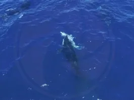 Όρκες καταγράφηκαν να κυνηγούν λευκούς καρχαρίες και να τρώνε το συκώτι τους