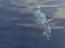 Κάρπαθος: Ψαράδες ήρθαν «πρόσωπο με πρόσωπο» με τεράστιο λευκό καρχαρία (video)