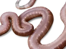 Παραδοξοφίδιο: Νέο είδος προϊστορικού φιδιού ανακάλυψε Έλληνας παλαιοντολόγος