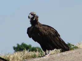 Οκτώ οργανώσεις καταγγέλλουν πρωτοφανές έγκλημα με μαζική δηλητηρίαση άγριας ζωής στη Δαδιά του Έβρου