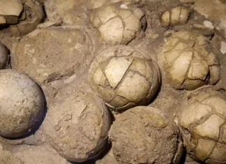 Επιστήμονες ανακάλυψαν τεράστια φωλιά δεινοσαύρων στην Ινδία με 256 αυγά