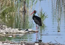 Σπάνιος μαυροπελαργός εμφανίστηκε στα νερά της Κάρλας