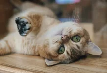 Τι συμβαίνει σε μια γάτα που νιώθει συναισθηματικά ασφαλής