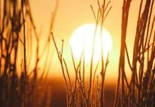 Επιστήμονες υπολόγισαν πότε θα πεθάνουν τα τελευταία φυτά επάνω στη Γη